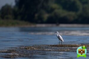 Grande Aigrette en bord de Loire, bourgogne du sud