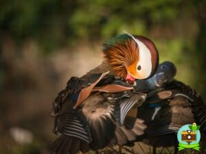Canard mandarin entrain de lisser ses plumes