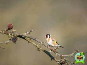 Chardonneret élégant perché sur un pommier au printemps