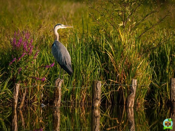 Héron perché sur les berges du canal du centre, au coucher du soleil en été