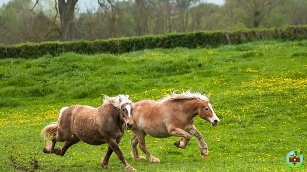Joyeux galop printanier de chevaux comtois !