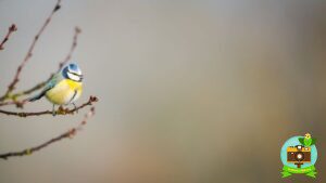 Mésange bleu, chant matinal au printemps