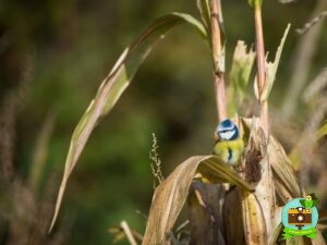 Mésange bleu sur un épi de maïs, en automne