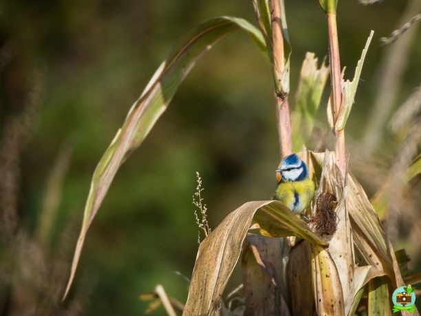 Mésange bleu sur un épi de maïs, en automne