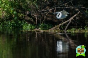 Aigrette garzette en bord de Loire, prise de vue au fil de l'eau en canoe