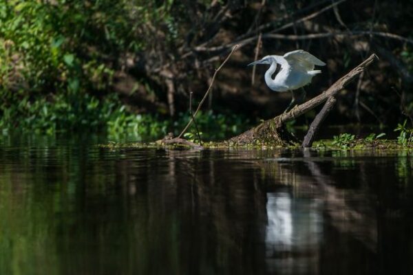 Aigrette garzette en bord de Loire, prise de vue au fil de l'eau en canoe