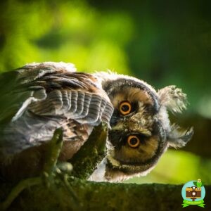 Hibou moyen duc, pause matinale au printemps