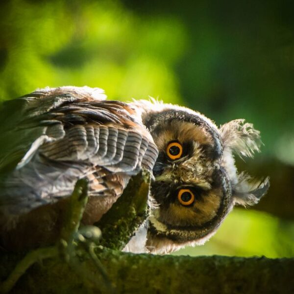 Hibou moyen duc, pause matinale au printemps