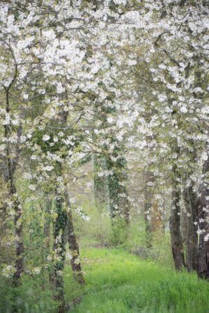 Chemin fleuri longeant le canal du centre