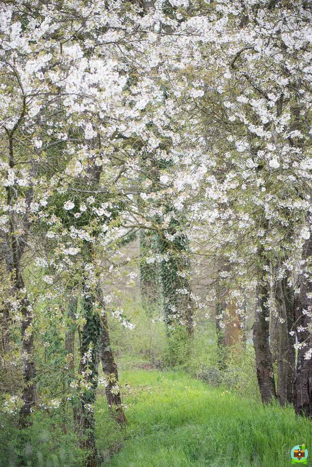 Chemin fleuri longeant le canal du centre
