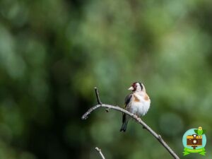 Chardonneret élégant au printemps