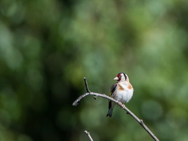Chardonneret élégant au printemps