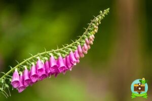 Digitale ondulée au printemps