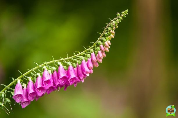 Digitale ondulée au printemps