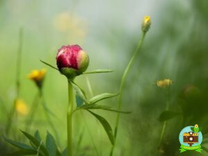 Pivoine sous la rosée matinale
