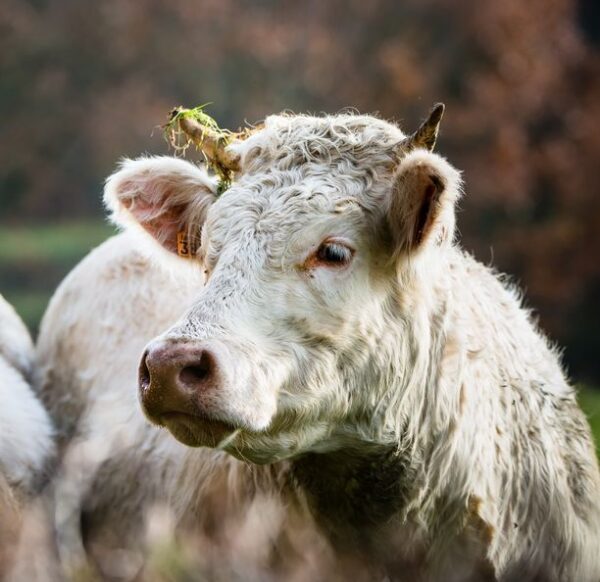 Portrait d'un charolais au pré