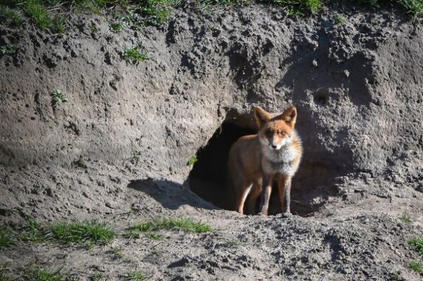 Renard devant son terrier, creusé dans une rive de la Bourbince