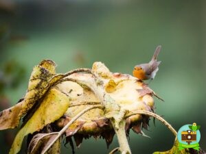 Un rouge-gorge sur un tournesol