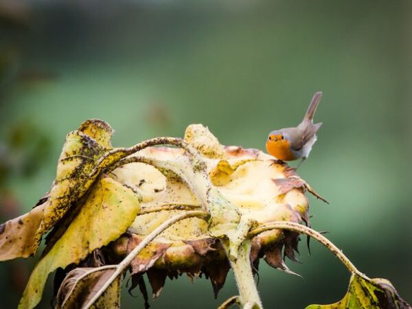 Un rouge-gorge sur un tournesol