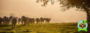 Troupeau de charolais dans les brumes au soleil couchant