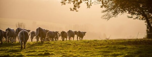 Troupeau de charolais dans les brumes au soleil couchant