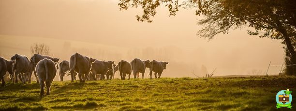Troupeau de charolais dans les brumes au soleil couchant