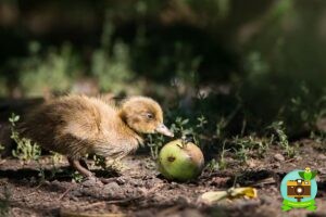 Caneton kaki campbell pomme