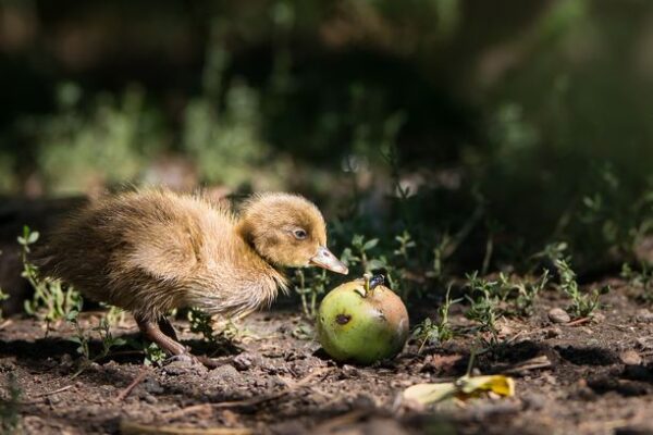 Caneton kaki campbell pomme