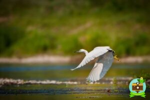 Aigrette garzette en vol au raz de la Loire