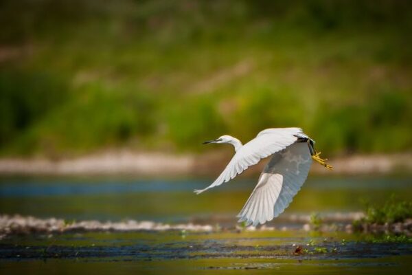 Aigrette garzette en vol au raz de la Loire