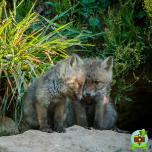 Deux renardeaux devant leur terrier