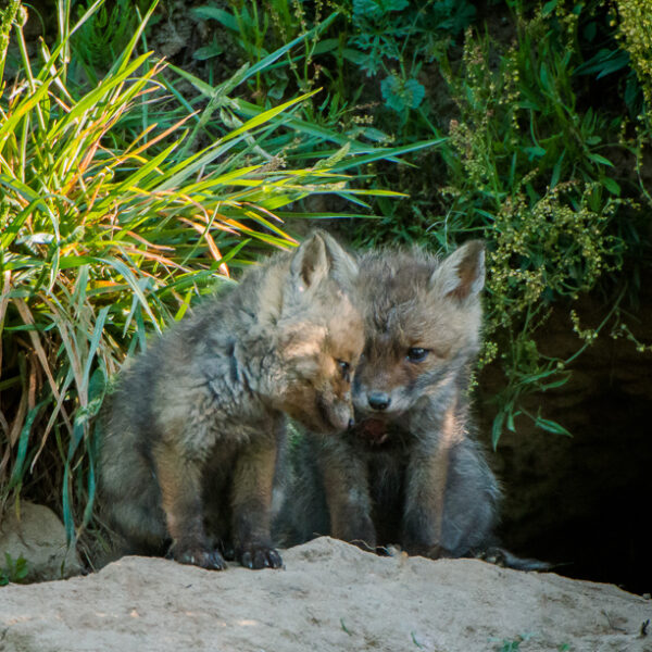 Deux renardeaux devant leur terrier