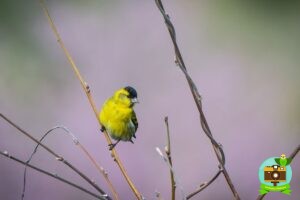 tarin des aulnes_glycine