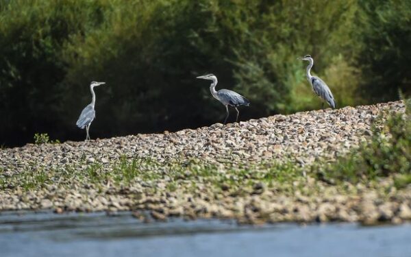 Trois hérons au bord de la Loire