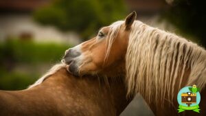 Un cheval comtois mordille l'encolure de son frère