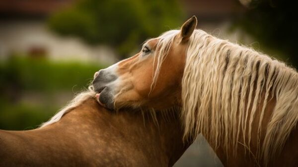 Un cheval comtois mordille l'encolure de son frère