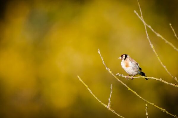 Chardonneret élégant en automne