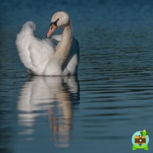 Un cygne sur le canal du centre