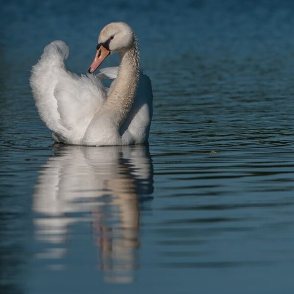 Un cygne sur le canal du centre