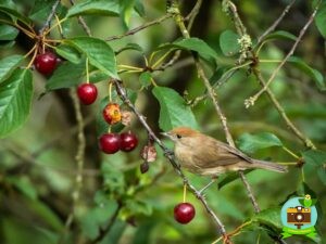 une fauvette gourmande