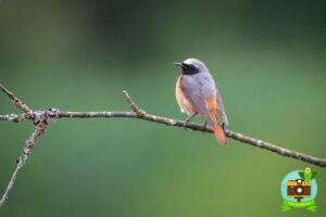 Rougequeue à front blanc