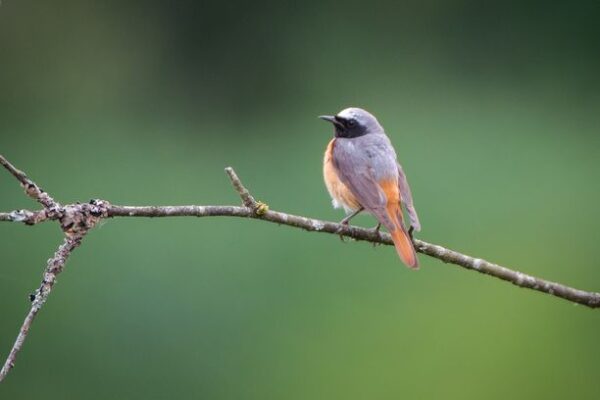 Rougequeue à front blanc