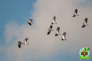 Vol de vanneaux huppés