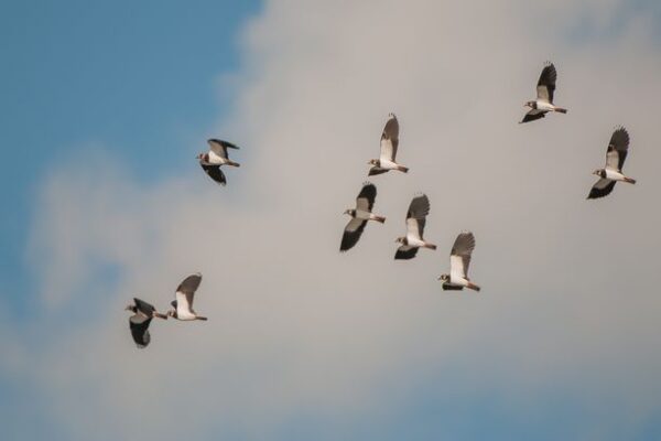 Vol de vanneaux huppés